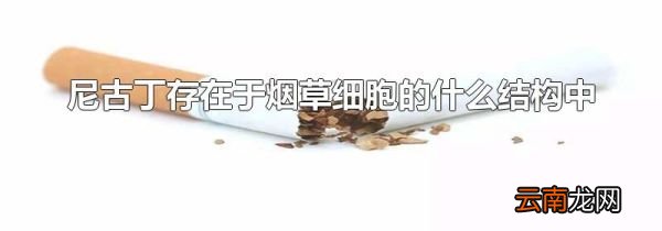 尼古丁存在于烟草细胞的什么结构中