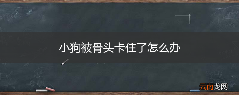 小狗被骨头卡住了怎么办