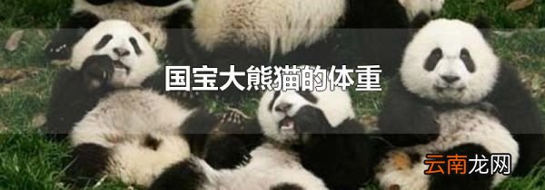 国宝大熊猫的体重