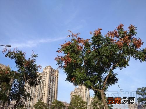 Redmi 8值得入手吗？Redmi 8手机全面评测