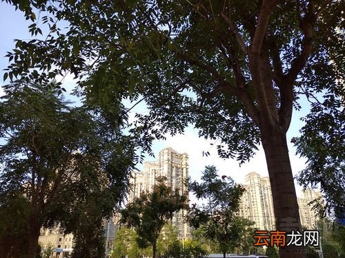 Redmi 8值得入手吗？Redmi 8手机全面评测