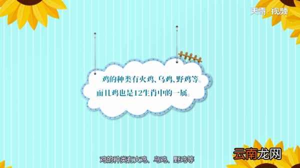 鸡为什么不会飞 鸡为何会飞