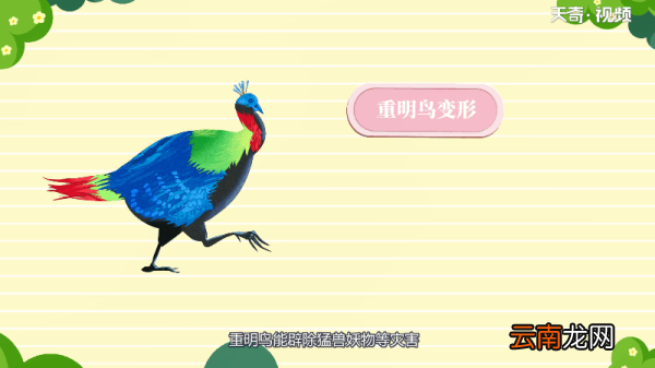 鸡为什么不会飞 鸡为何会飞