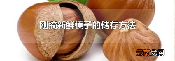 刚摘新鲜榛子的储存方法