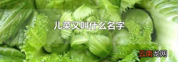 儿菜又叫什么名字