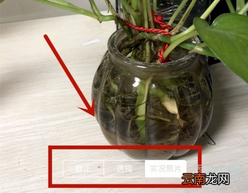 苹果11动态壁纸怎么设置声音
