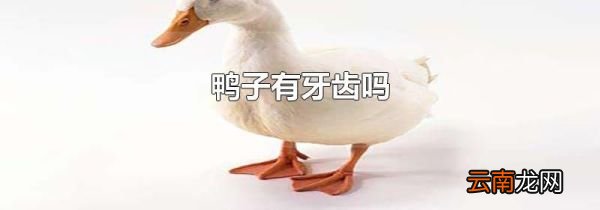 鸭子有牙齿吗