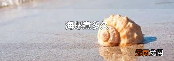 海螺煮多久