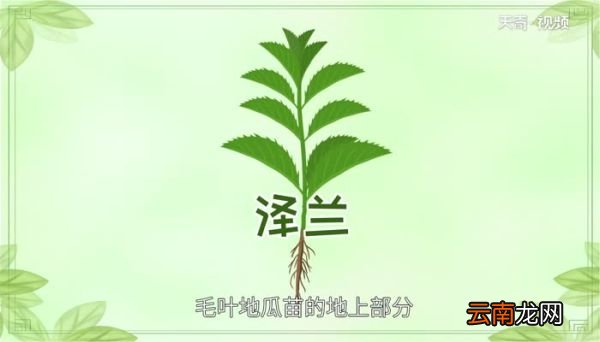 泽兰的功效与作用 泽兰对人体都有哪些好处