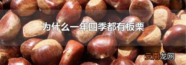 为什么一年四季都有板栗