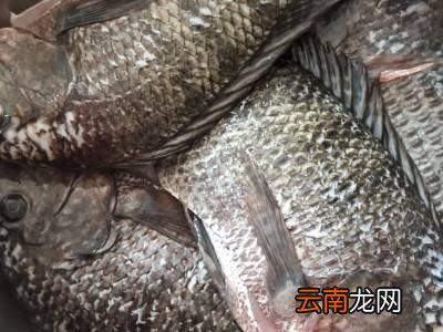 鱼怎么腌