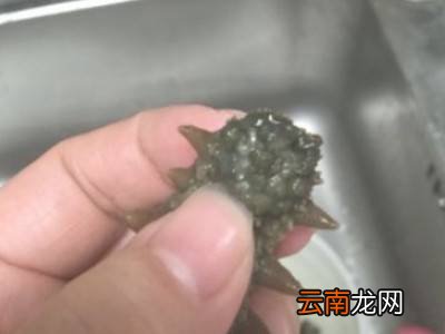如何清洗海参