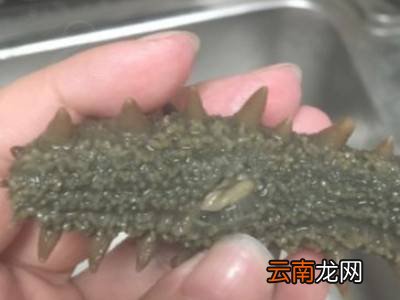 如何清洗海参
