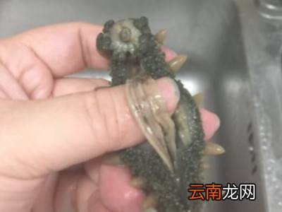 如何清洗海参