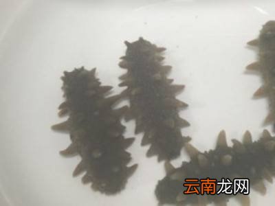 如何清洗海参