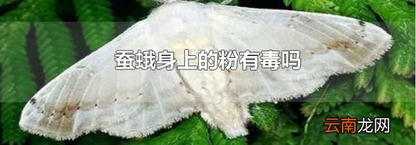蚕蛾身上的粉有毒吗