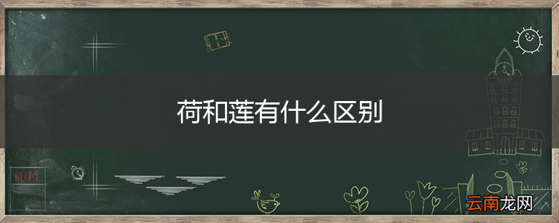 荷和莲有什么区别