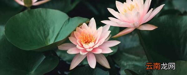 碗莲的种植方法 碗莲怎么种