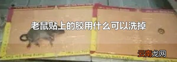 老鼠贴上的胶用什么可以洗掉
