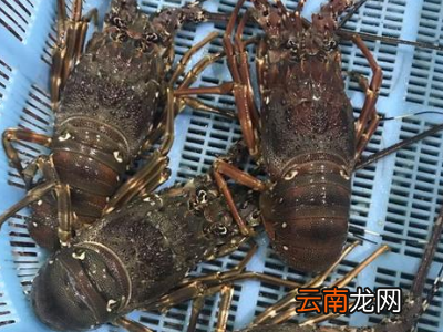 小青龙怎么保持鲜活
