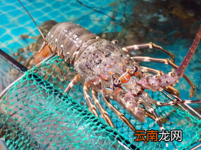 小青龙怎么保持鲜活