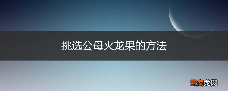 挑选公母火龙果的方法