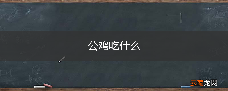 公鸡吃什么