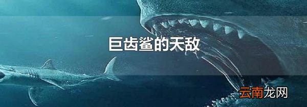 巨齿鲨的天敌