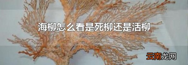 海柳怎么看是死柳还是活柳