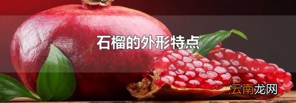石榴的外形特点