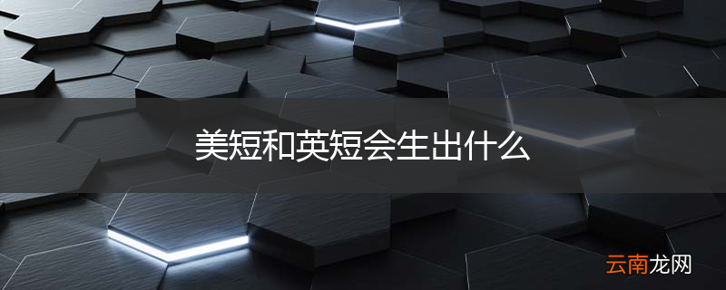 美短和英短会生出什么