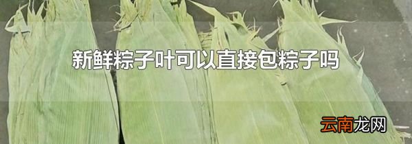 新鲜粽子叶可以直接包粽子吗