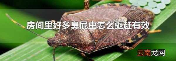 房间里好多臭屁虫怎么驱赶有效