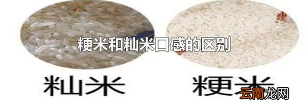 粳米和籼米口感的区别