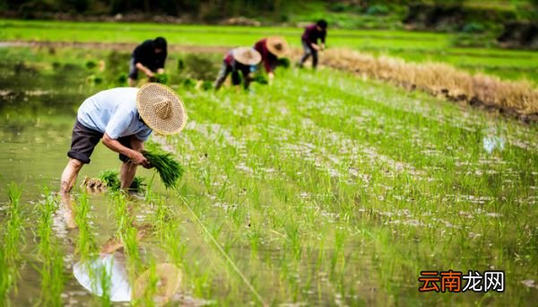 谷雨节气的特点和风俗是什么 谷雨时节节气特点和风俗