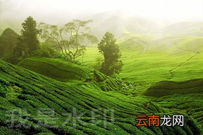 PS怎么在图片上加logo