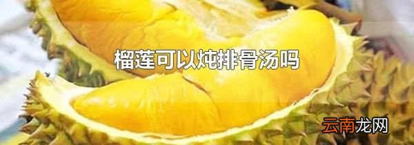 榴莲可以炖排骨汤吗