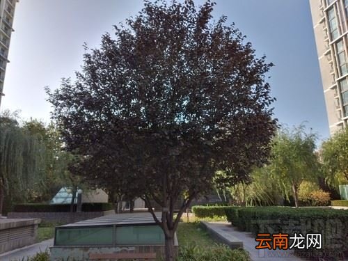 三星Galaxy A20s值得买吗 三星Galaxy A20s上手体验评测