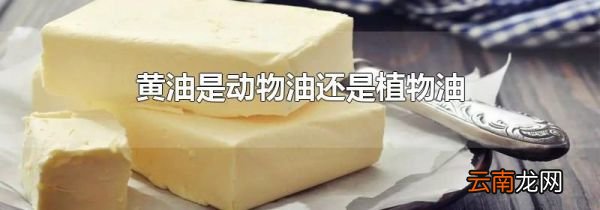 黄油是动物油还是植物油