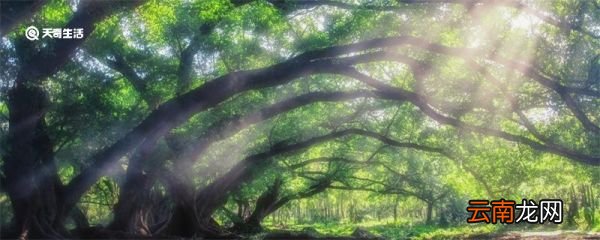 夏令时是什么意思 夏令时的意思