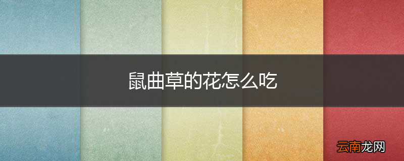 鼠曲草的花怎么吃