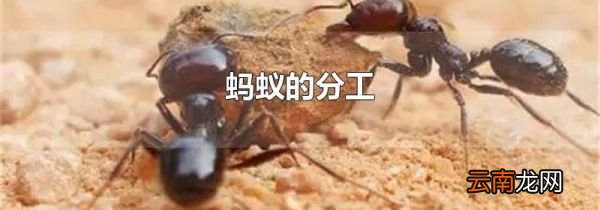 蚂蚁的分工