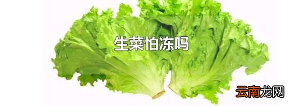 生菜怕冻吗