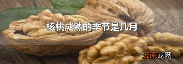 核桃成熟的季节是几月