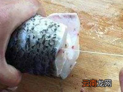 鱼线在哪里抽