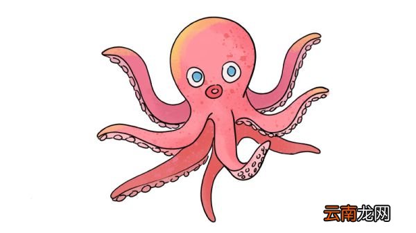章鱼的简笔画 章鱼怎么画