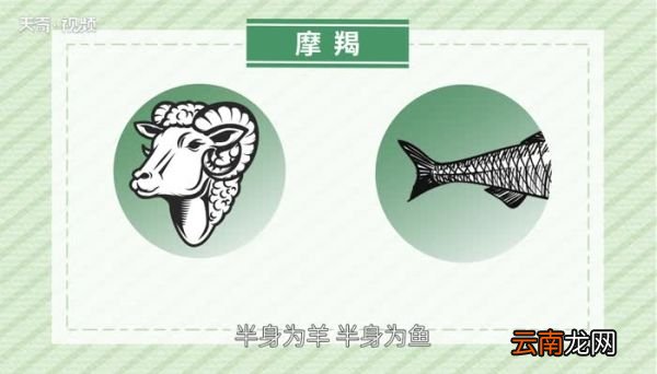摩羯是什么动物 摩羯座的摩羯是什么动物