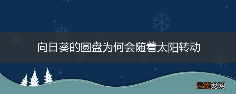向日葵的圆盘为何会随着太阳转动