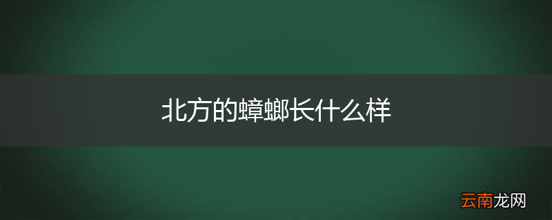 北方的蟑螂长什么样