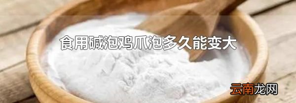食用碱泡鸡爪泡多久能变大